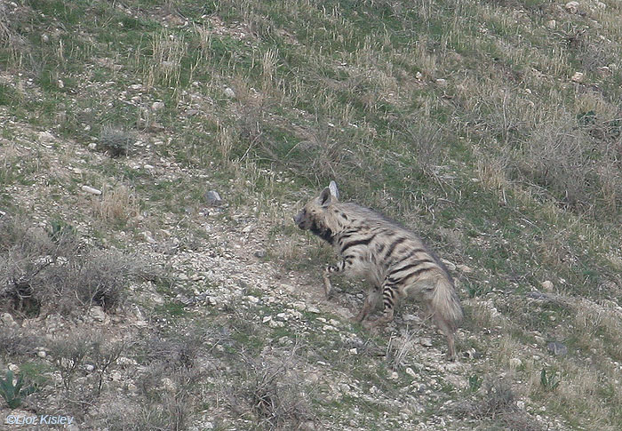   צבוע מפוספס  Striped Hyena  Hyaena  hyaena                 נחל סמק,רמת הגולן,פברואר 2009.צלם:ליאור כסלו